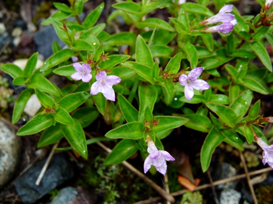 {Houstonia montana}